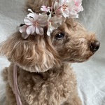 春うらら桜🌸花かんむり＆カチューシャ＆チョーカー