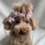 春うらら桜🌸花かんむり(枝垂れ)＆カチューシャ＆チョーカー