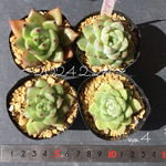 多肉植物　名無しちゃん　訳ありセット　no.4