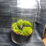 草原の苔テラリウム