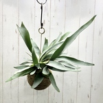 コウモリラン　ビカクシダ　ビーチー　(Platycerium veitchii) 麻玉  ハンギング