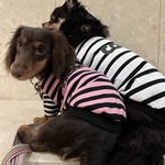 SALE「犬服」トリプルBORDER T  見頃ホワイト イタグレ フレブル ダックス チワワ