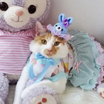 犬 うさぎ 帽子 ブルー ♡ 干支 お正月 イースター バニー  猫 ペット かぶりもの 被り物 フリル レース リボン 誕生日 うちの子記念日 冠 バースデー ニット ニット帽