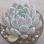アルバビューティー＊多肉植物