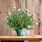 【期間限定特価】花かんざし（鉢植え）～自家製ドライフラワーもつくれる～