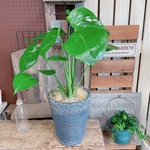 現品♡陶器鉢【モンステラ】育てやすい人気の観葉植物♪ナチュラルインテリア！大きめ葉っぱのグリーン！黒系陶器鉢
