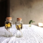 【再販売】植物標本　Botaical Collection■No.34　ミニひまわり　パナッシュ