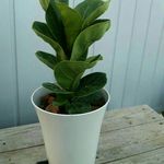 送料無料！すごく珍しいフィカス・バンビーノ♡観葉植物