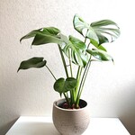 ●数量限定●新作●　厳選樹形　大きめ　”モンステラ　鉢カバーセット（セメント製）”　観葉植物　インテリア　人気　ギフト　グレー　インテリア　人気　おしゃれ　モダン　ギフト　プレゼント