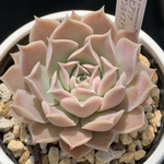 人気原種！★ヒアリナサンルイスデラパス 実生 多肉植物 ケーレス 自家実生苗
