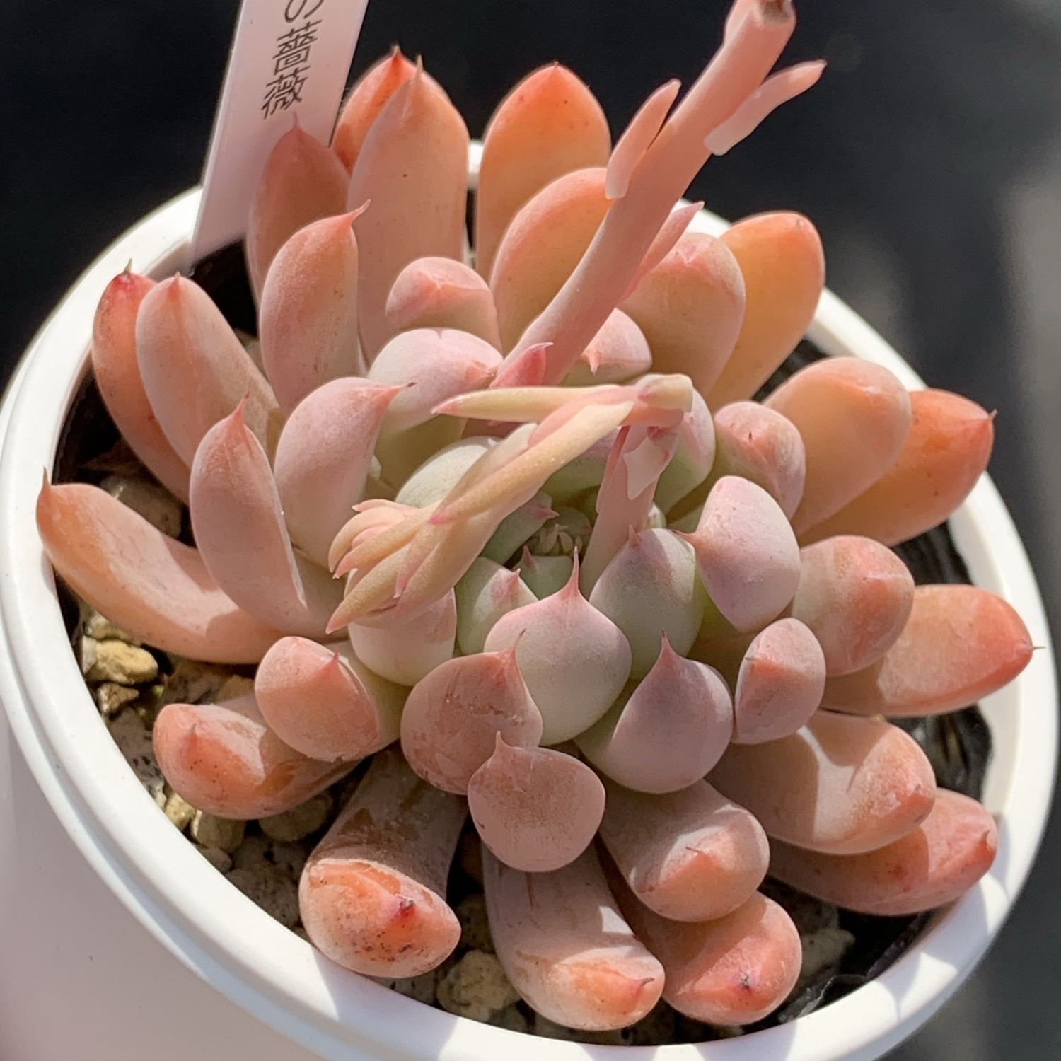 人気品種！☆月迫のバラ（子株付き）多肉植物 自家栽培 国産