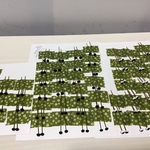 Aさま専用ページ