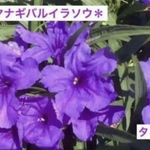 ヤナギバルイラソウの種　５０粒