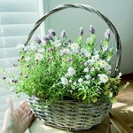 つぼみがいっぱい✴︎初夏まで楽しめる寄せ植え(はなかんざしとフレンチラベンダー)