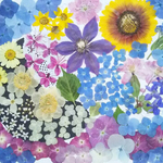 【ワンコイン】押し花カラフルセット  花珠Ⅱ