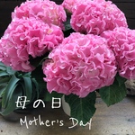 母の日予約♡産地直送♡ふるふる♡ピンク♡アジサイ♡紫陽花♡