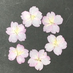 押し花：早咲き桜(2023年Ver.)