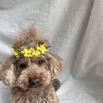 (小さめ)ミモザ🌼花かんむり＆カチューシャ＆チョーカー