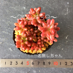 多肉植物　名無しちゃん