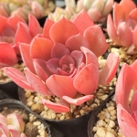 多肉植物　ノーブル