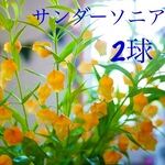 セール‼️ サンダーソニア　球根　2球