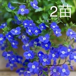 ベロニカオックスフォードブルー　苗　お得な2苗セット