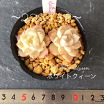 多肉植物　ホワイトクィーン