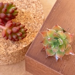 多肉植物 ブローチ チャールストン🌱