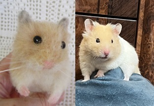 hana'sham】【オーダーメイド】ハムスター 羊毛フェルト