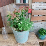 現品のみ♡おしゃれピック付き【ビバーナム入り寄せ植え】素敵なガーデン♡お花が咲き実になり長く楽しめます！！