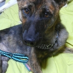 パラコード手編み犬用リード　小型犬~中型犬24ｋｇ以下　ミントブルー✖ブラック