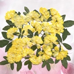 モッコウバラの押し花