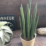 スタッキー♡やっと入荷♡サンスベリア♡空気清浄の木♡多肉植物