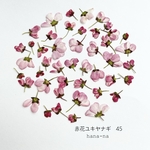 🔻赤花ユキヤナギ 45 ＊ 押し花