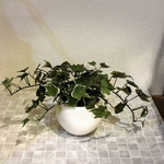 フェイクグリーン アイビー グリーン色 18cm 光触媒加工付き 観葉植物 室内用 おしゃれ インテリア HANAYUKI