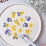 【押し花素材】ミニビオラ　ミックス　黄色紫系　pressed flowers