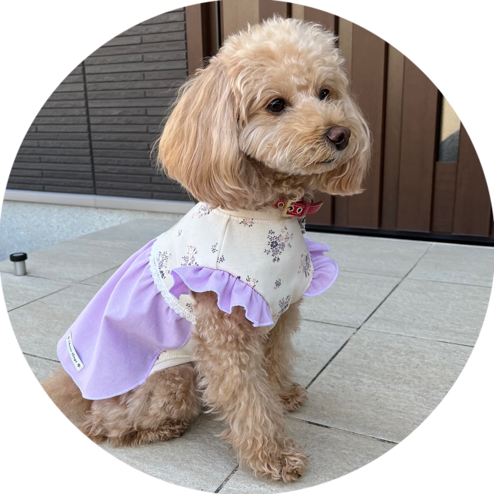 No.8 ハンドメイド犬服 小花柄のバルーンワンピース 犬服 ❁小花柄ワンピース🪻バルーンタンクトップ❁ - 犬服