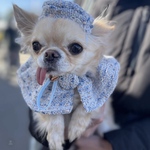 犬用ツイードベレー帽・犬用ケープ　Sサイズ　犬用スタイ　　犬用アクセサリー　犬用エプロン　犬用襟　犬用付け襟　犬用被り物　犬用首輪　犬用コスプレ　犬用小物　犬用ティペット　犬用服　犬用ヘアアクセサリー