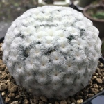 【まとめ値引き】白星　満月　明星　サボテン　ハオルチア 良株　美株　多肉植物　観葉植物　高品質