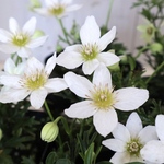 常緑♡クレマチス♡カートマニージョー♡天使のすず♡