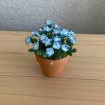 ネモフィラ　花鉢　9