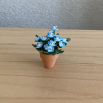 ネモフィラ　ちびっこ鉢　3