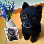 sasamin15様オーダー品ポメラニアン