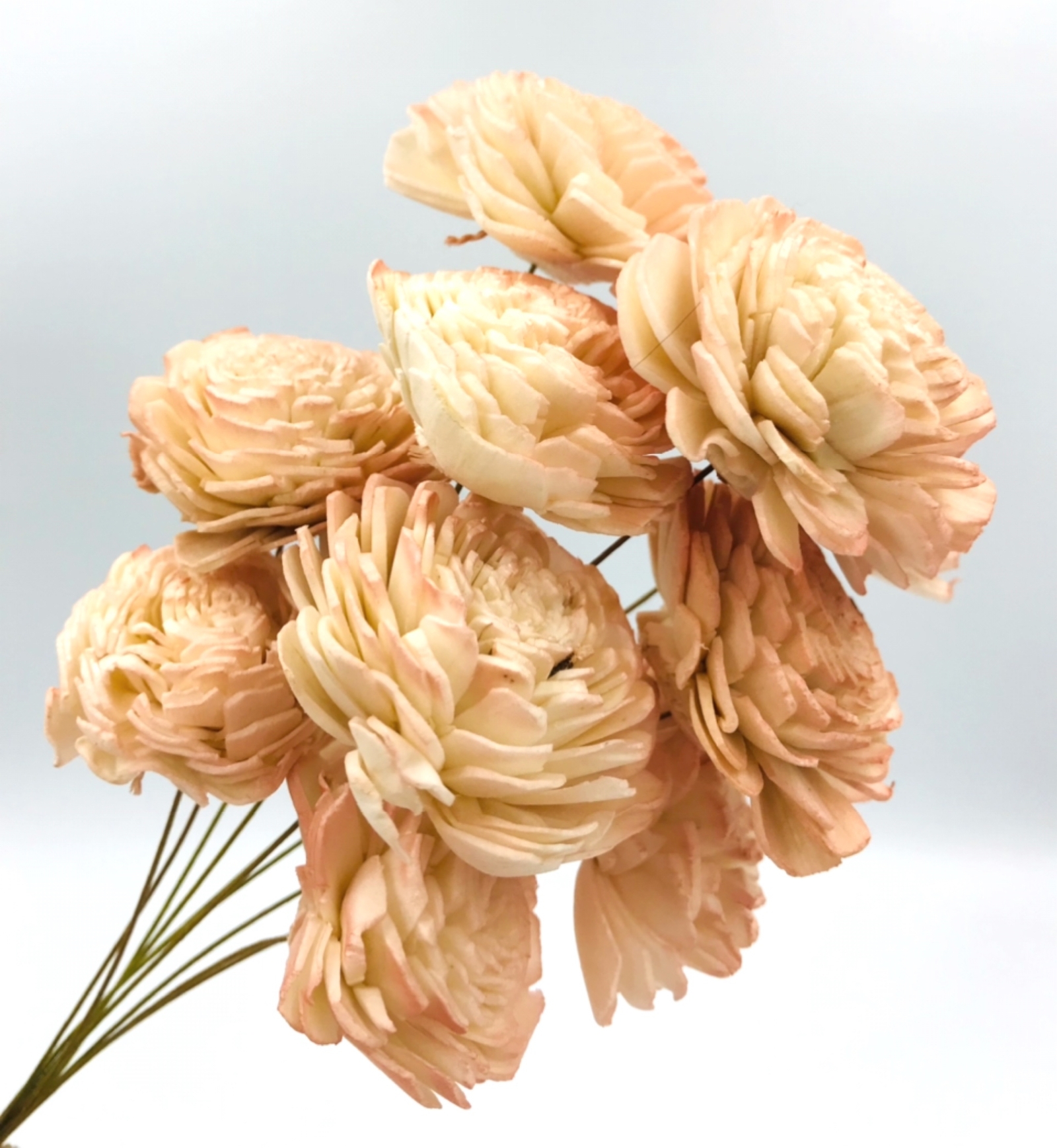 ソーラーローズ ヘッド まとめ売り ｿｰﾗｰﾛｰｽﾞ 大ﾜｲﾝﾚｯﾄﾞ: ドライフラワー ｜ YDMオンラインストア ｜ 横浜