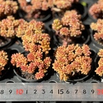 レッドベリー綴化　群生根付き　セダム　韓国苗　多肉植物