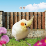 楓様専用