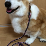 パラコード手編みリード小型犬用～中型犬用24kg以下ピンクカモ