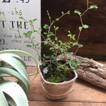 ソホラリトル♡小さな葉っぱの木♡観葉植物♡インテリア