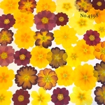 ♡new♡  ♡可愛いジュリアン押し花セット♡ ♡お得な押し花セット♡