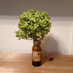 この木なんの木アナベルの木A